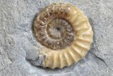 Ammonite (Promicroceras) Fossil - Lyme Regis #166620-1